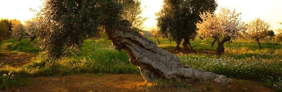 La Gnostra Bed and Breakfast Altamura Esterno foto